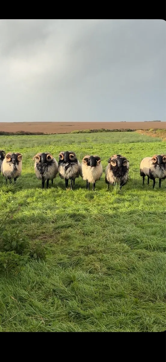 Blackface hogget rams - Image 1