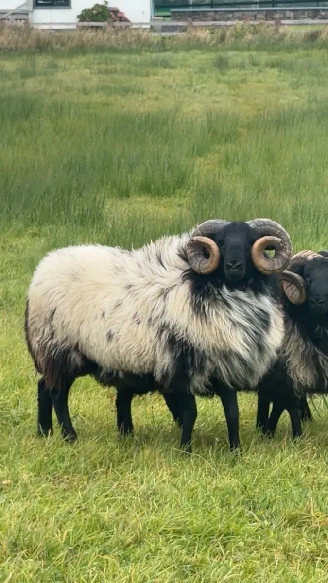 Blackface hogget rams - Image 2
