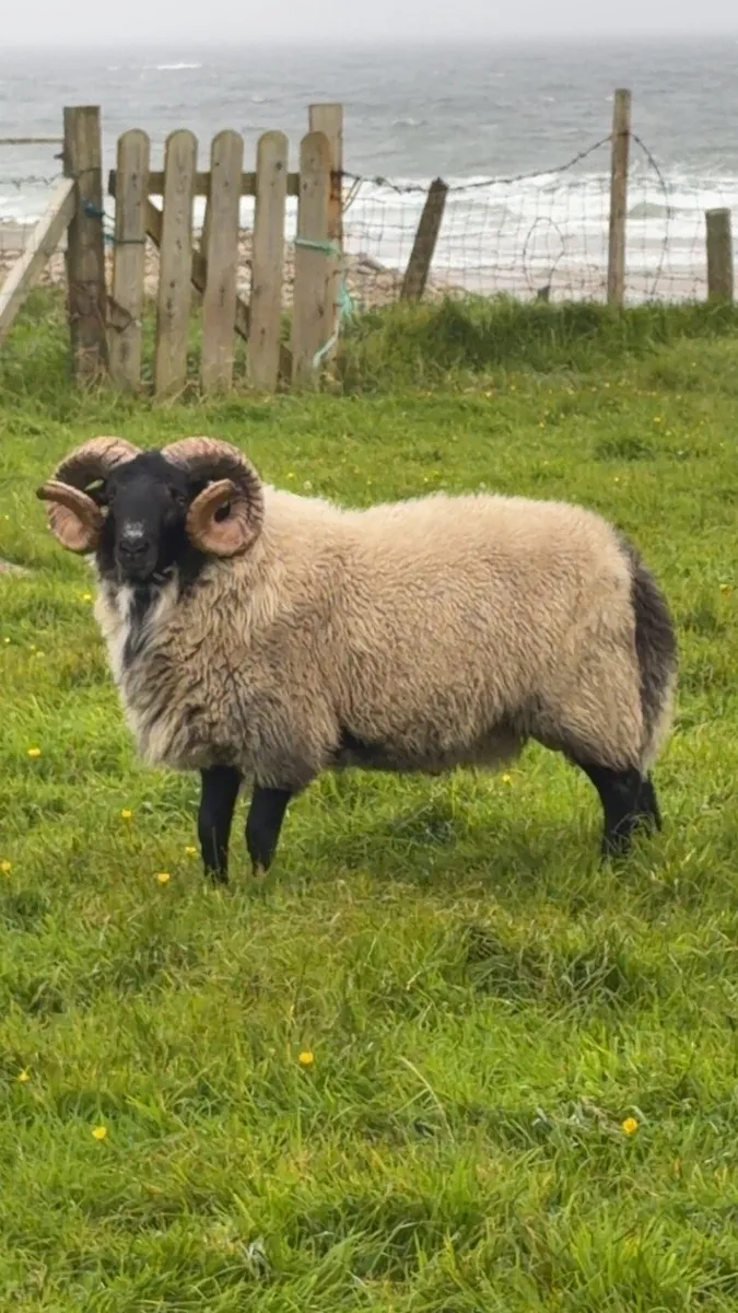 Blackface hogget rams - Image 3