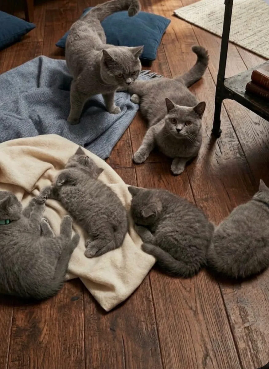 British Shorthair cat - Image 4