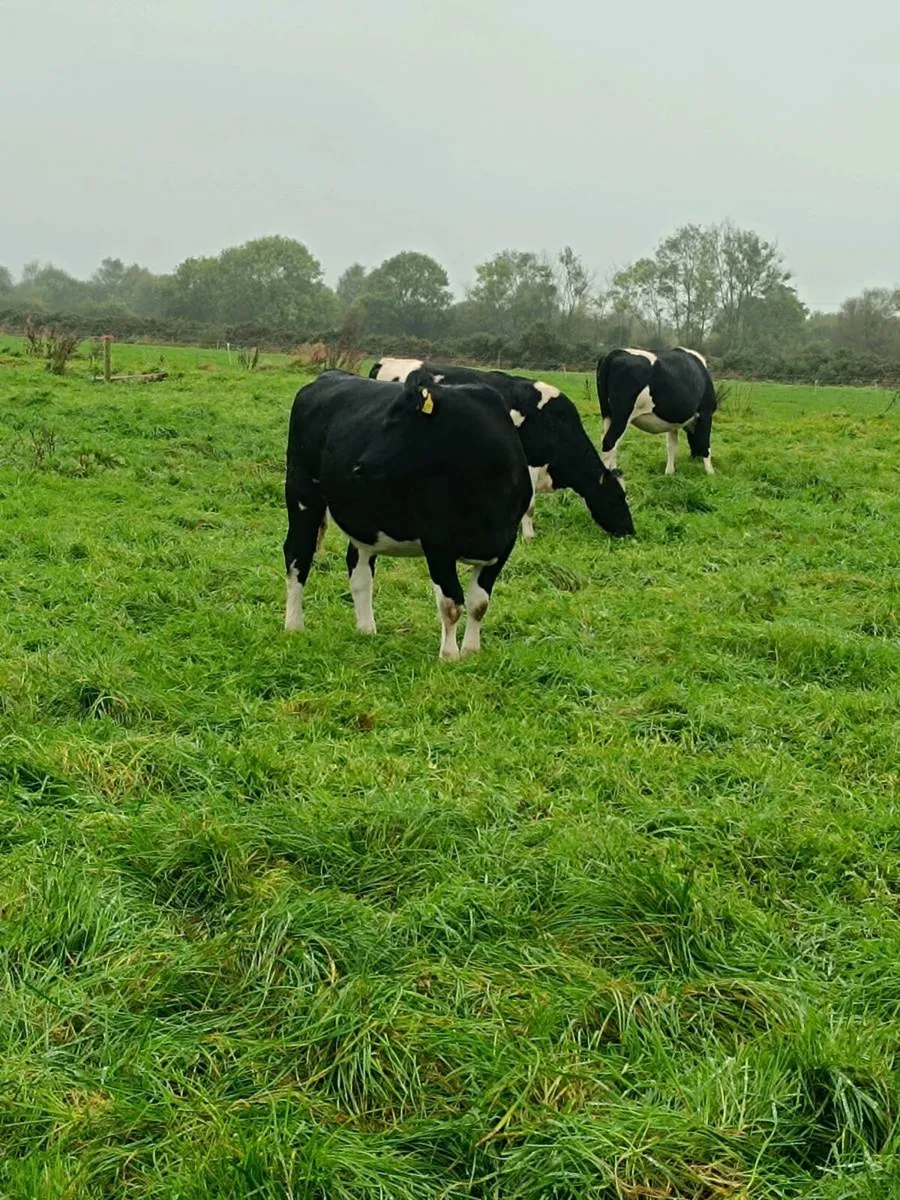 British friesian incalf heifers for sale - Image 4