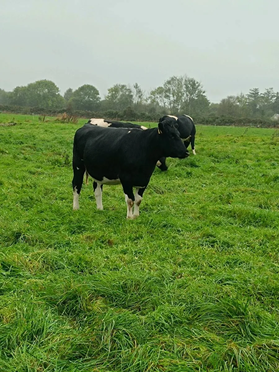 British friesian incalf heifers for sale - Image 1