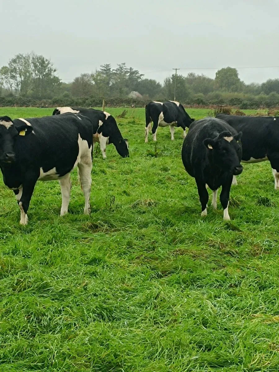 British friesian incalf heifers for sale - Image 2