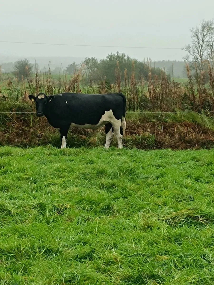 British friesian incalf heifers for sale - Image 3