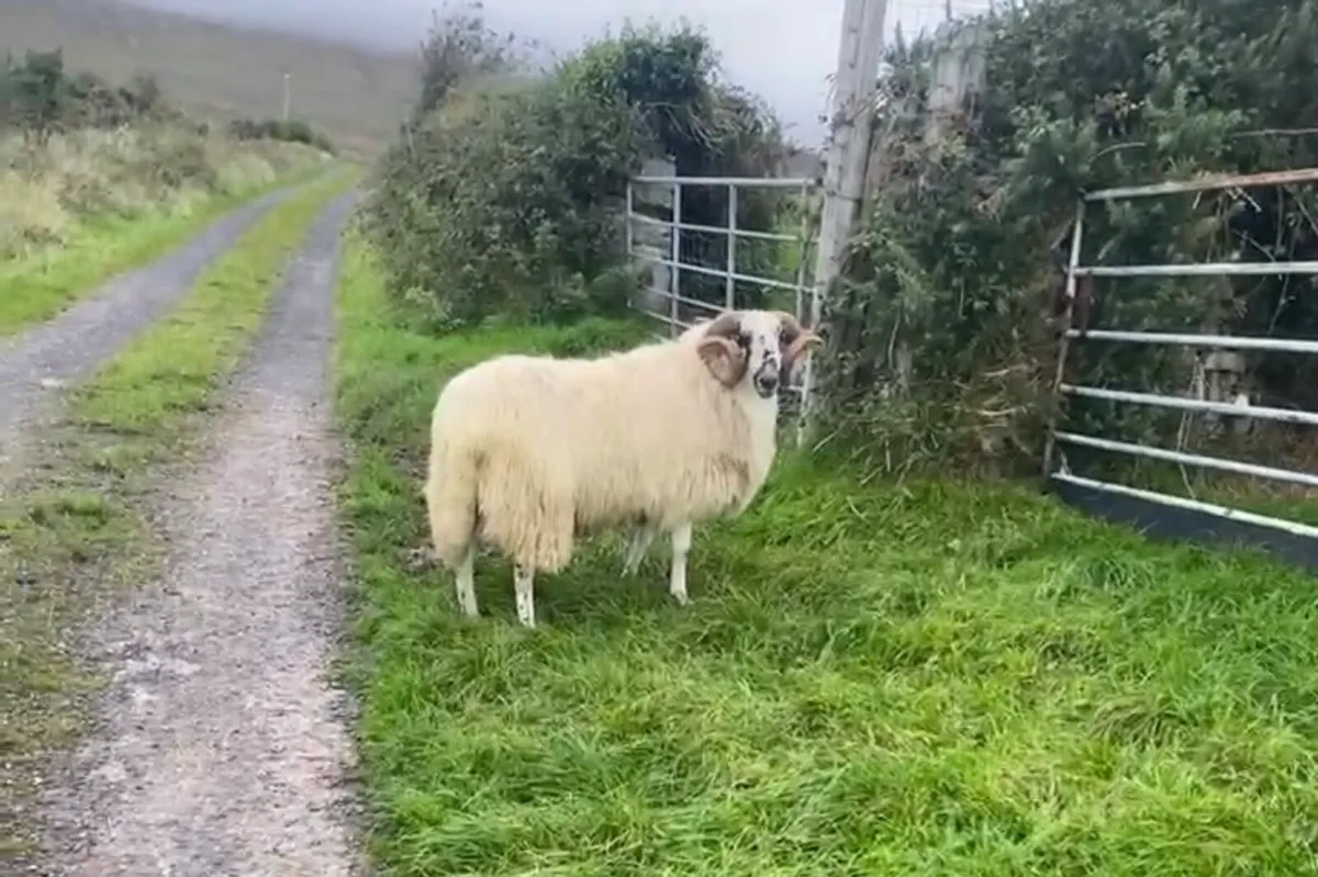 Hoggot Rams - Image 4