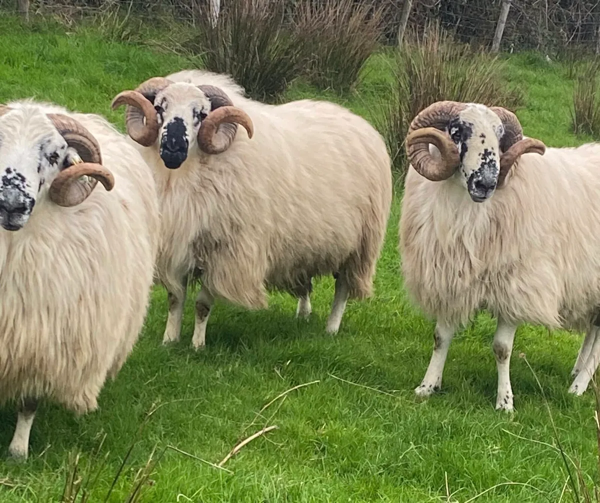 Hoggot Rams - Image 1