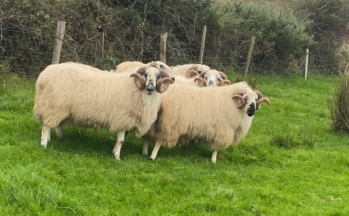 Hoggot Rams - Image 2