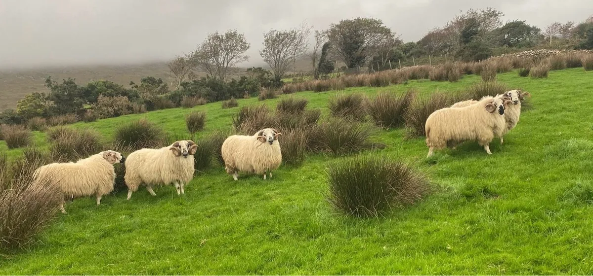 Hoggot Rams - Image 3
