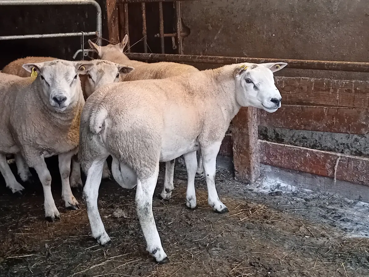 Hogget rams - Image 2