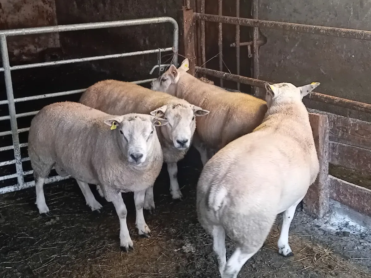 Hogget rams - Image 3