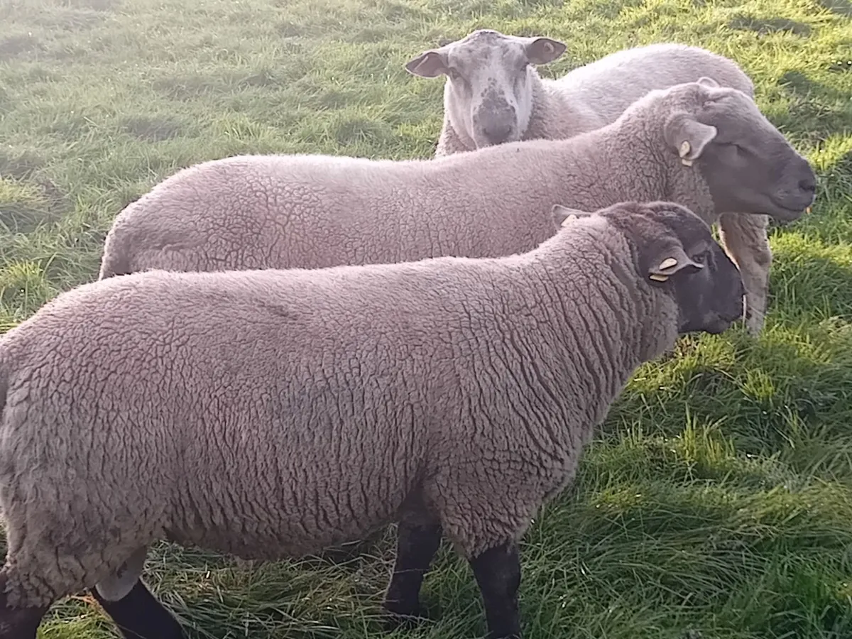 Hogget rams - Image 4