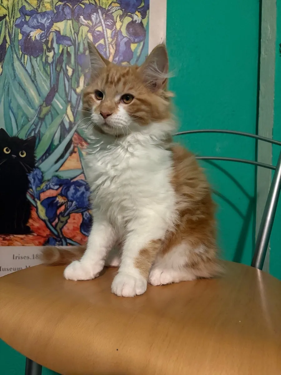 Maine Coon Kittens - Image 1