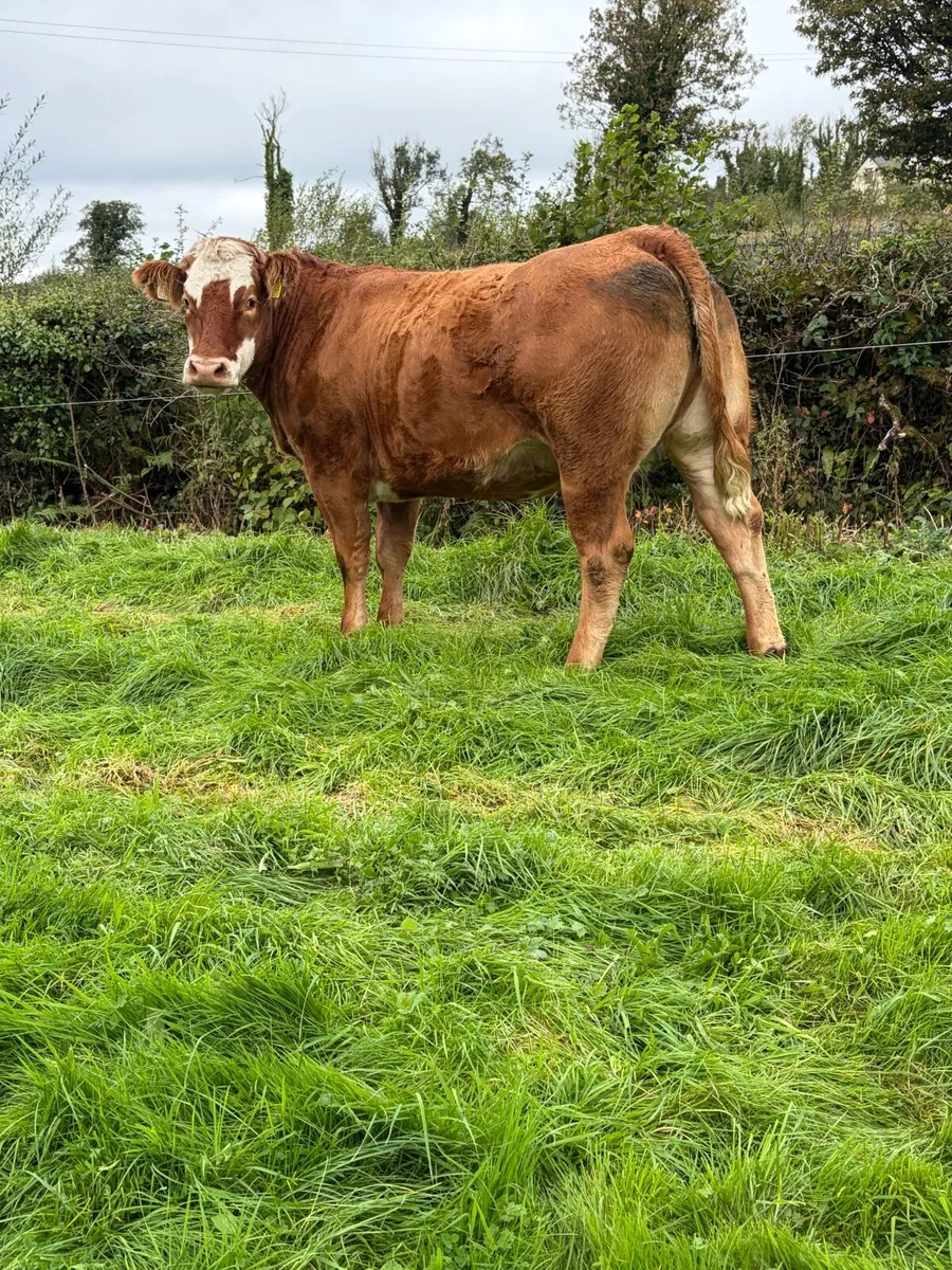 ***3 super springers for sale*** - Image 1