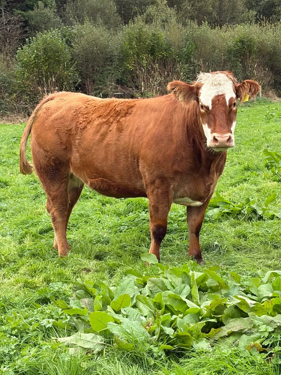 ***3 super springers for sale*** - Image 2