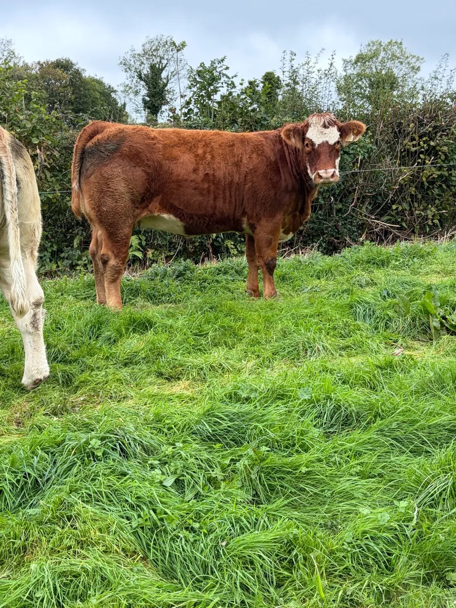 ***3 super springers for sale*** - Image 3