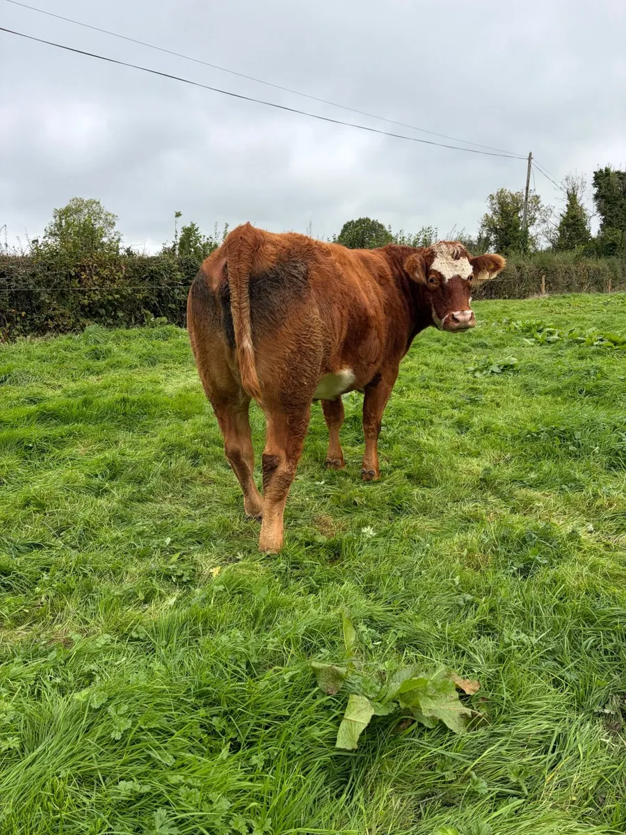***3 super springers for sale*** - Image 4