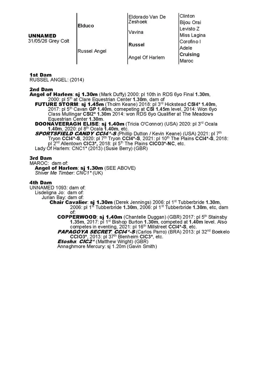 Grey colt foal by Elduco - Image 2