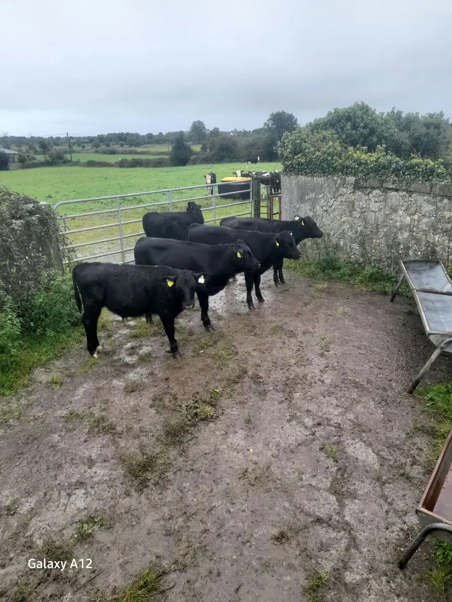 5 Angus Calves - Image 1