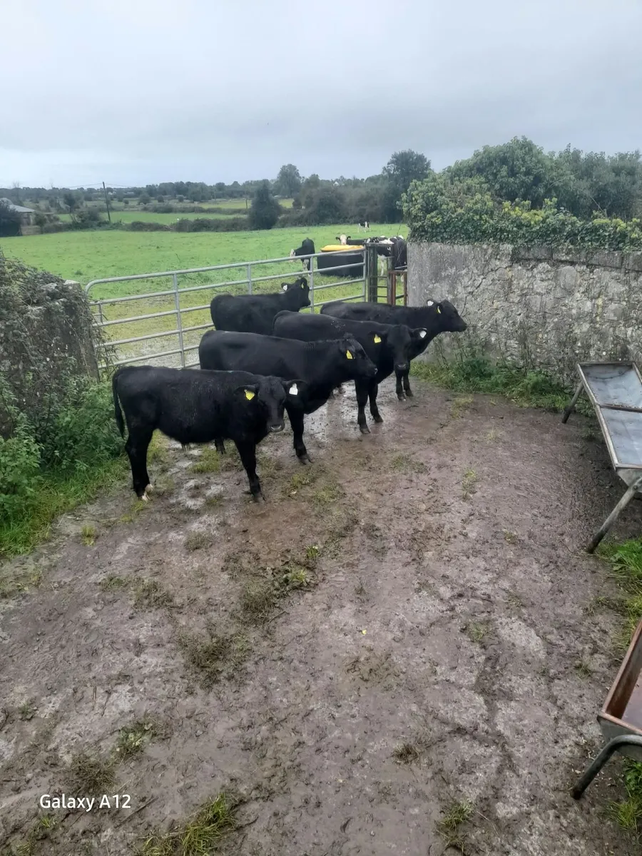5 Angus Calves - Image 2