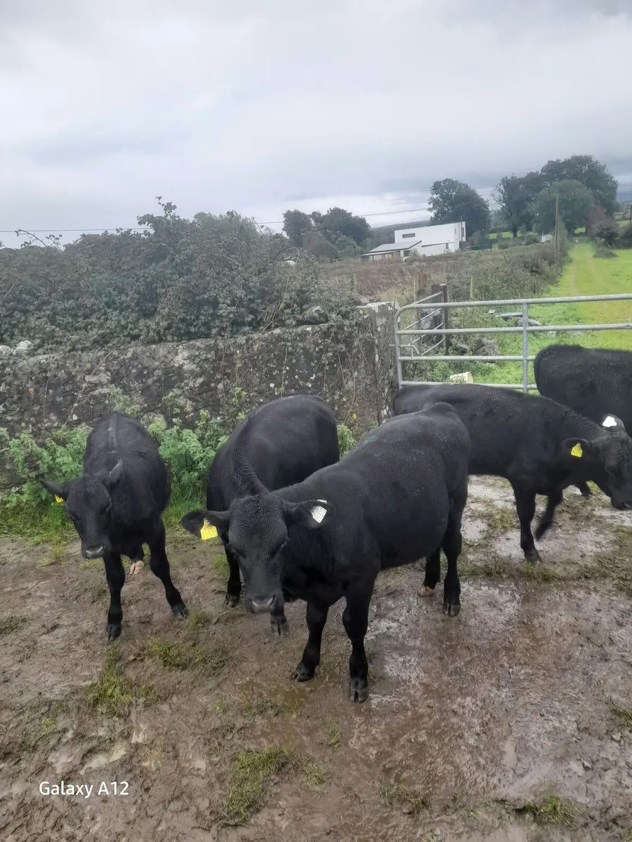 5 Angus Calves - Image 3