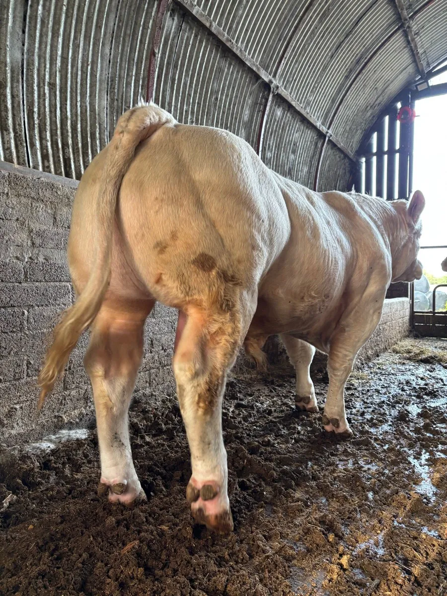 CHAROLAIS BULLS - Image 1