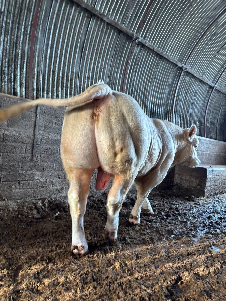 CHAROLAIS BULLS - Image 2