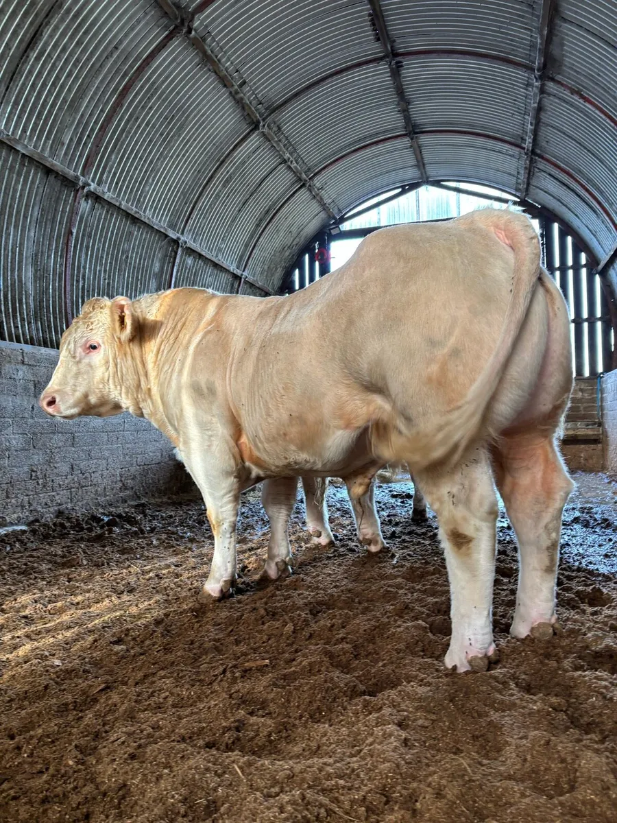 CHAROLAIS BULLS - Image 4