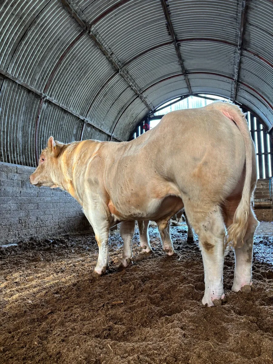 CHAROLAIS BULLS - Image 3