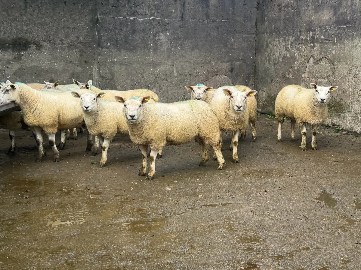 Ewe Lambs - Image 1