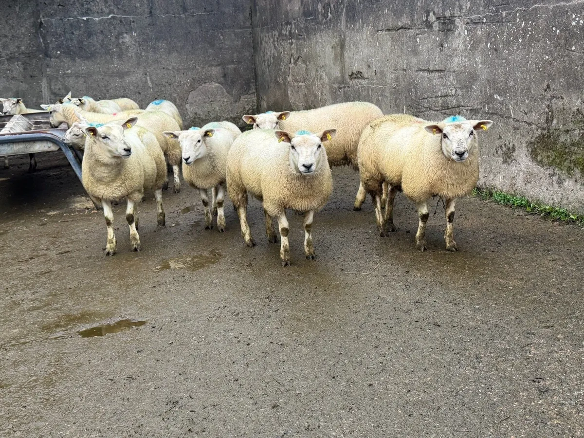 Ewe Lambs - Image 2