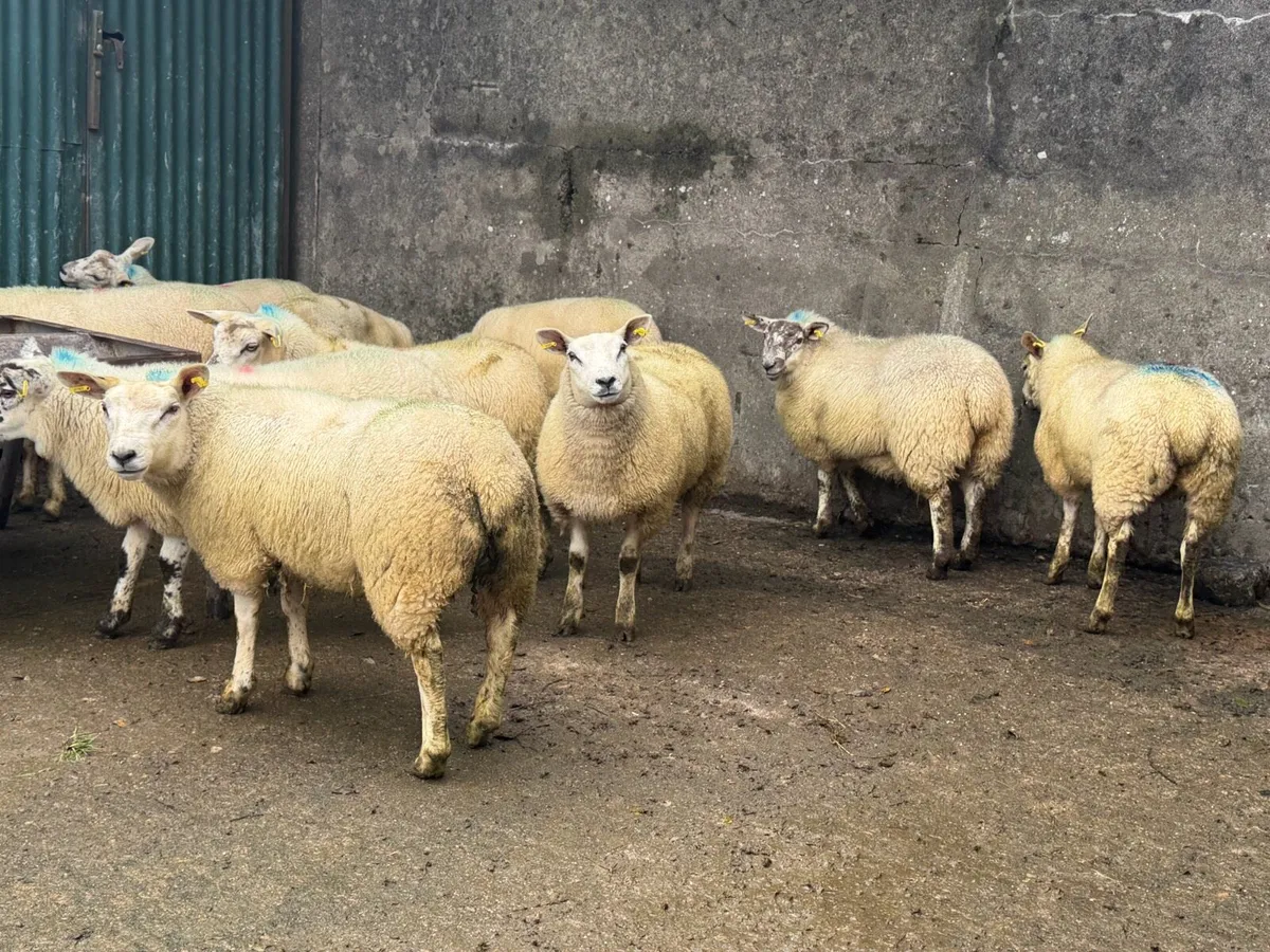 Ewe Lambs - Image 3