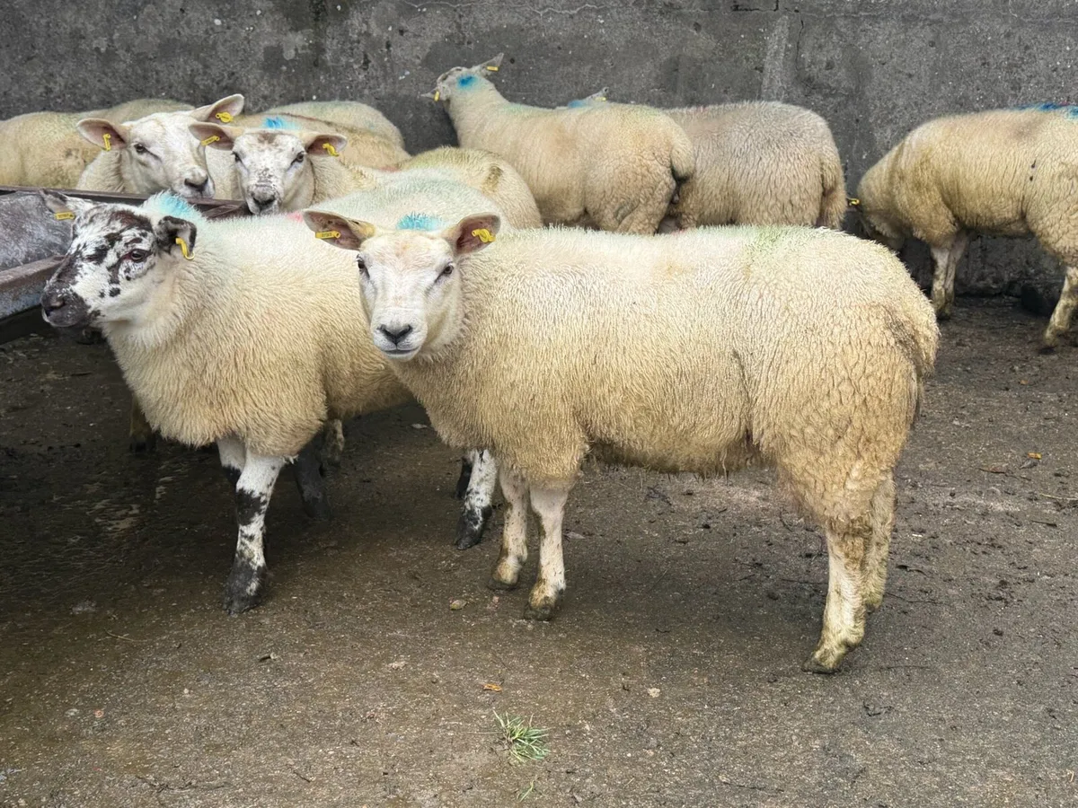 Ewe Lambs - Image 4