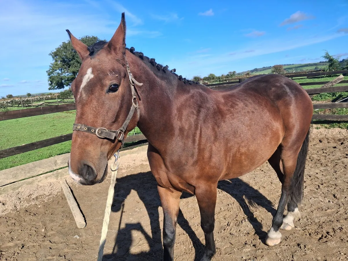 5 yr old All rounder 15.2
