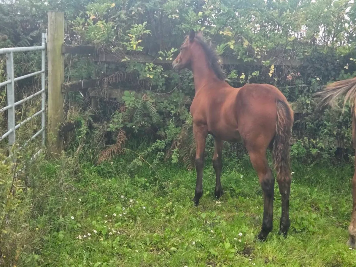 Bay colt foal by Lagans Obos Quality - Image 2