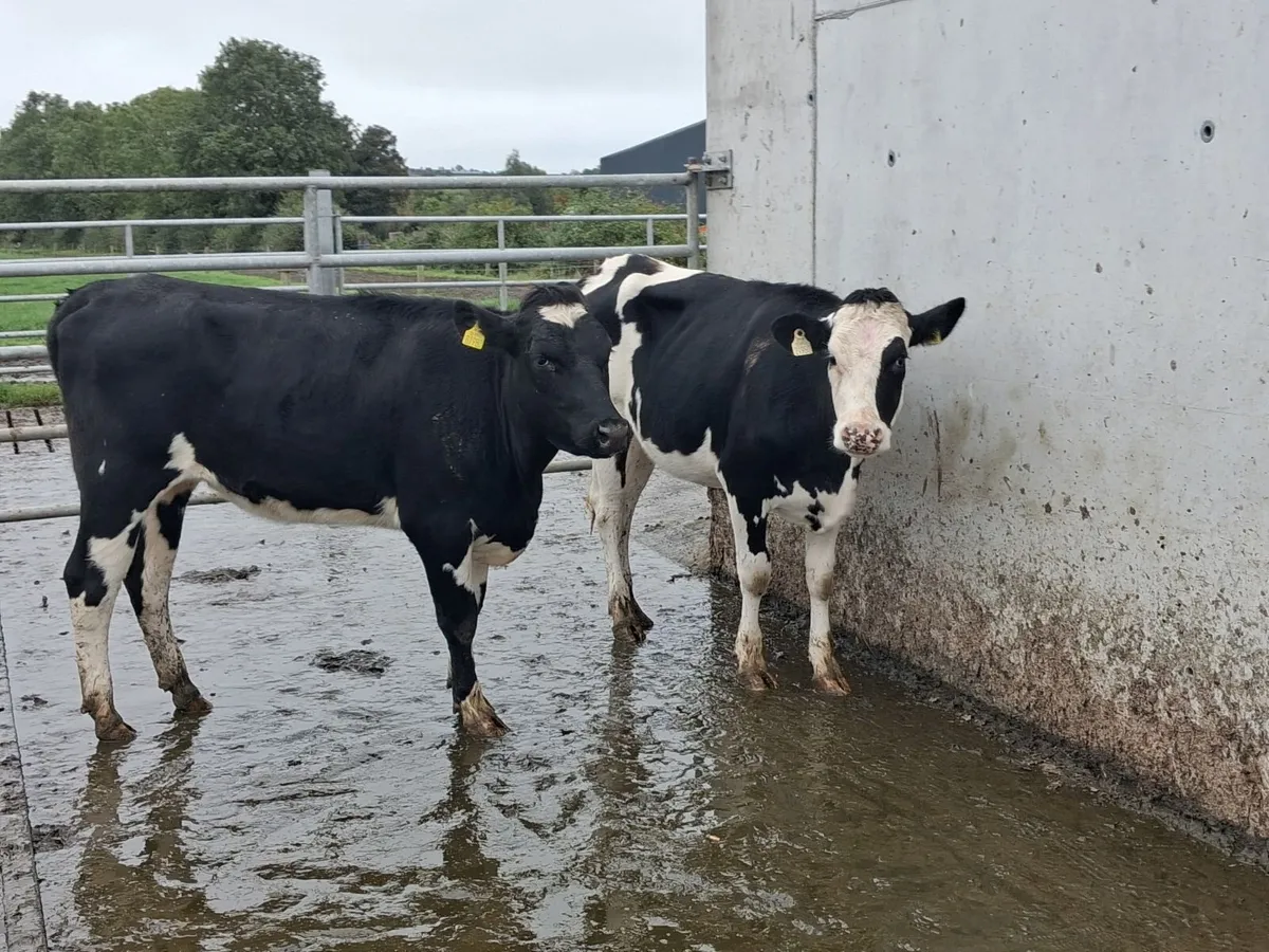 2 Pedigree Registered Bulling Friesian Heifers - Image 2