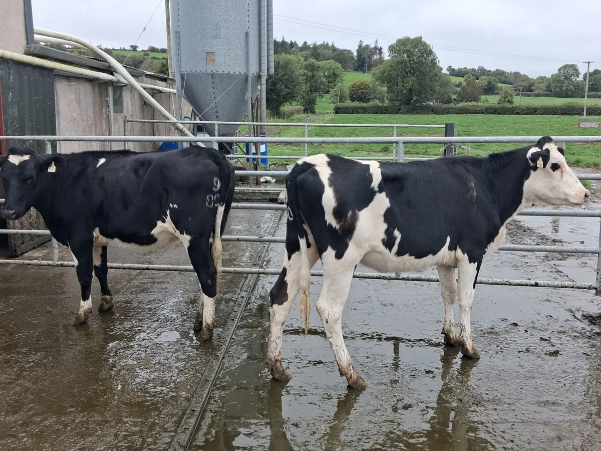 2 Pedigree Registered Bulling Friesian Heifers - Image 3