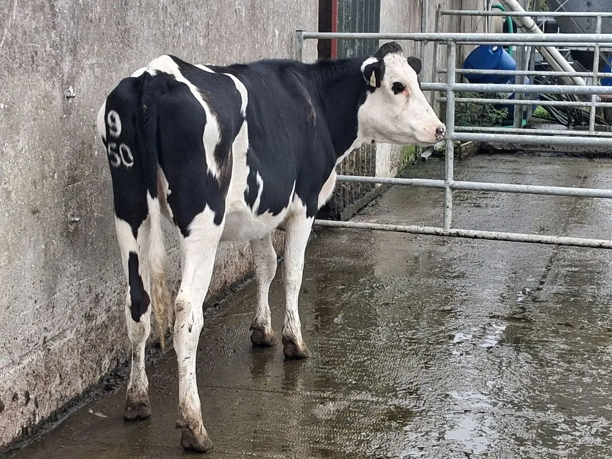 2 Pedigree Registered Bulling Friesian Heifers - Image 4