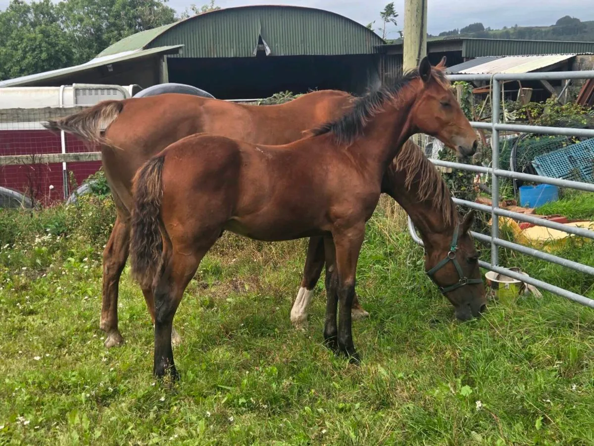 Bay colt foal by Lagans Obos Quality - Image 1