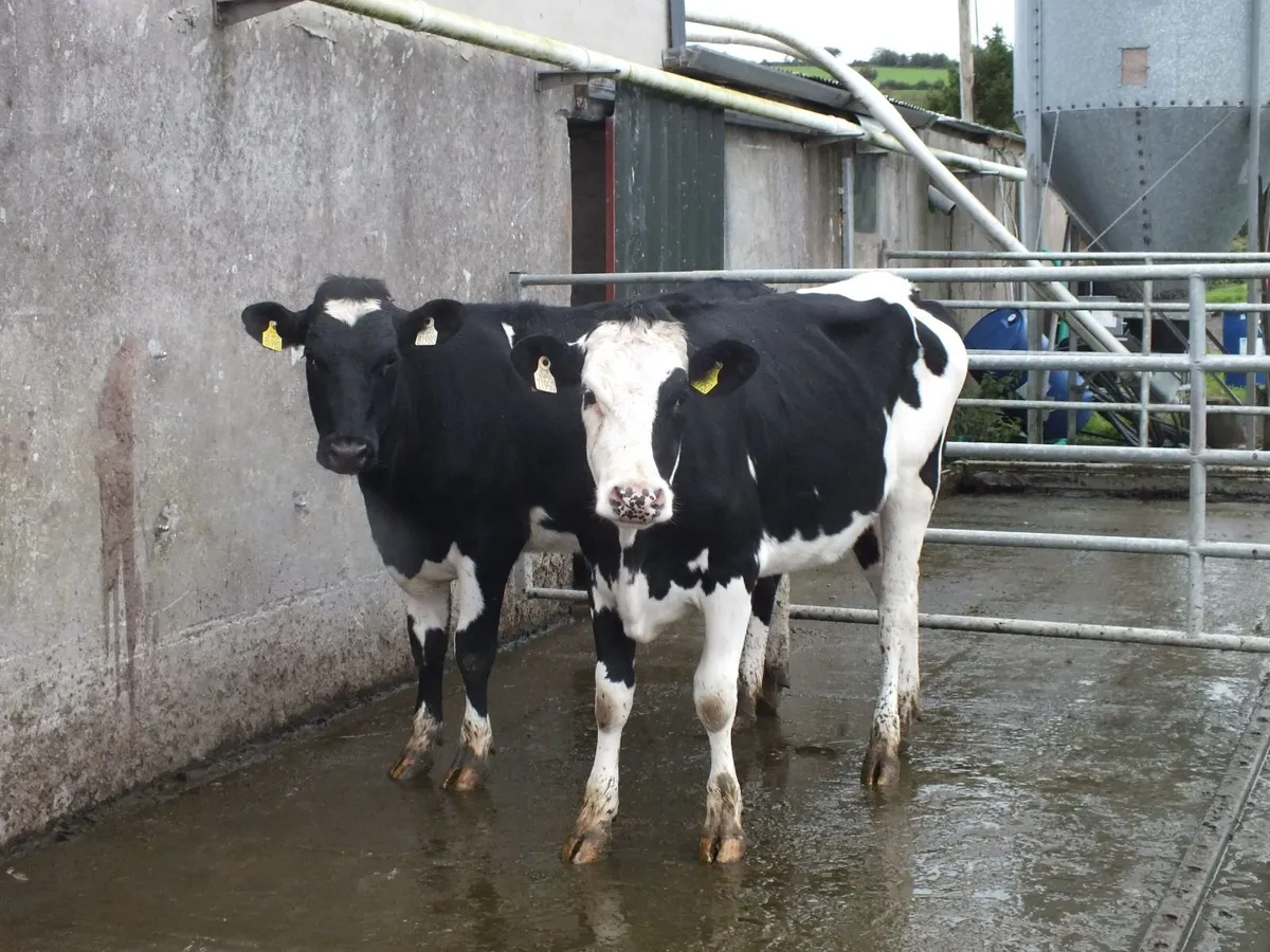 2 Pedigree Registered Bulling Friesian Heifers - Image 1