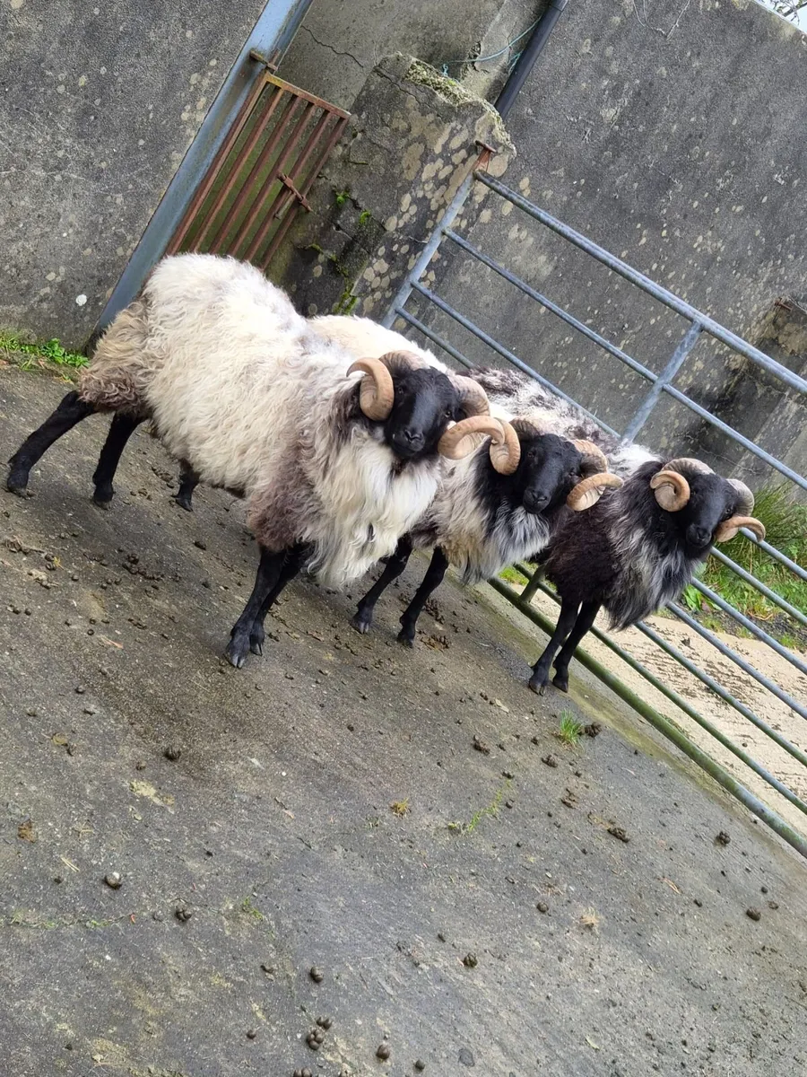Sheep - Image 3