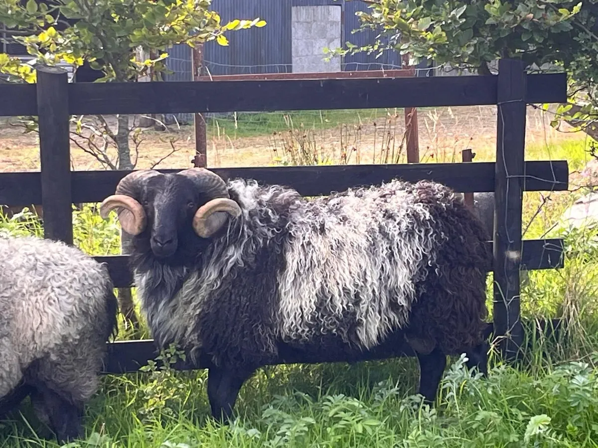 Sheep - Image 1