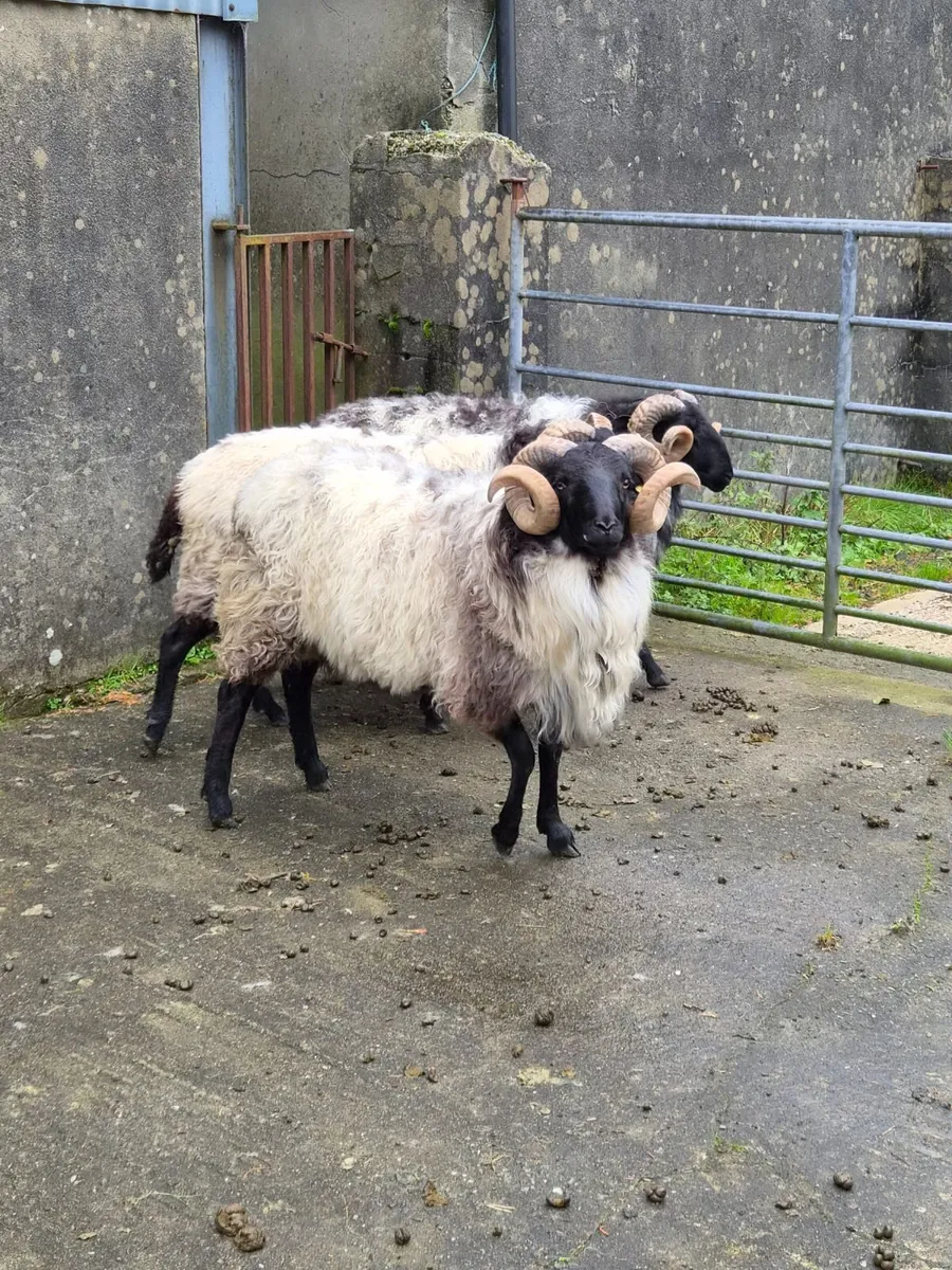 Sheep - Image 2