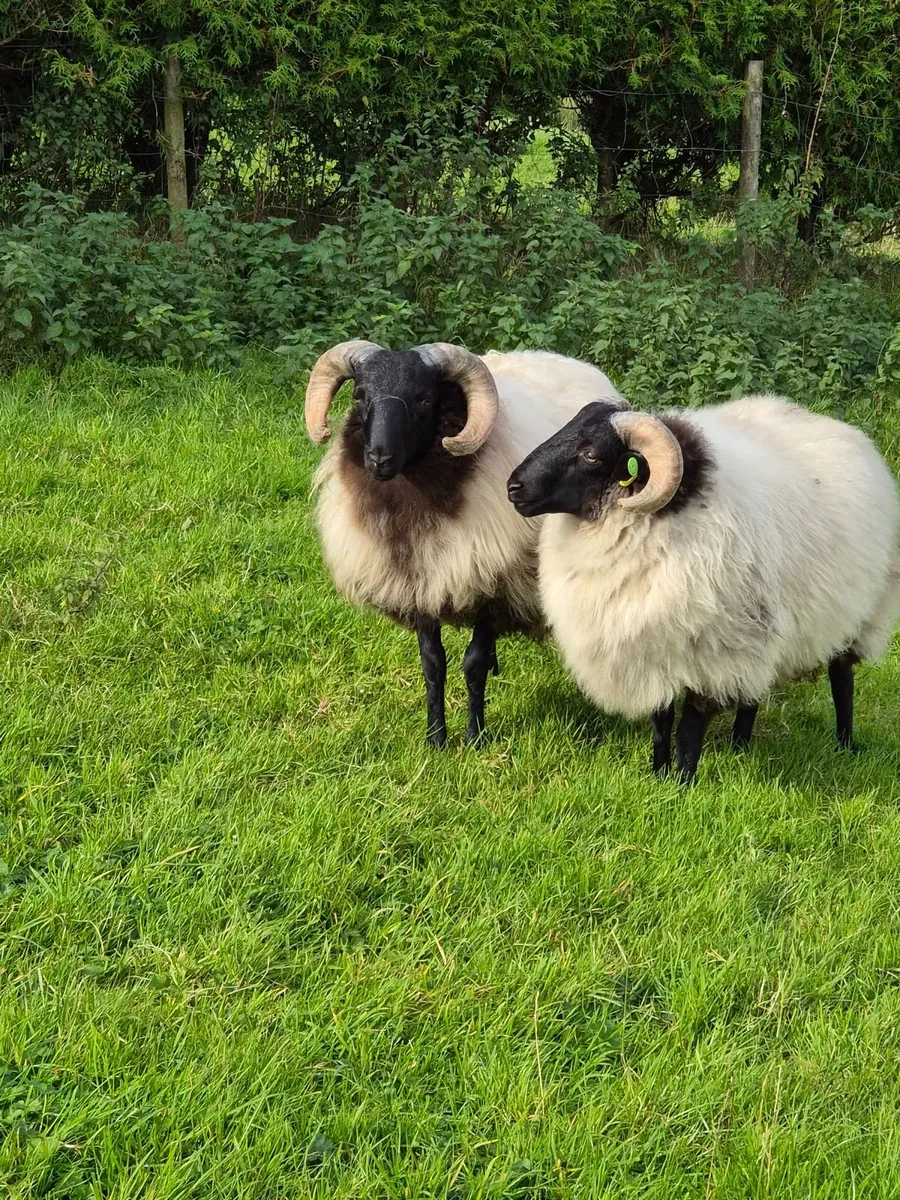 Sheep - Image 4