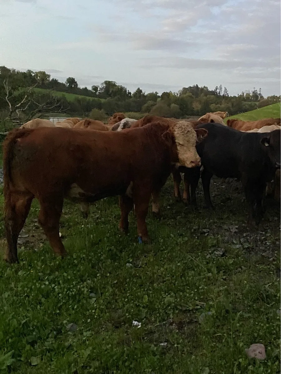 10 continental bulls - Image 1