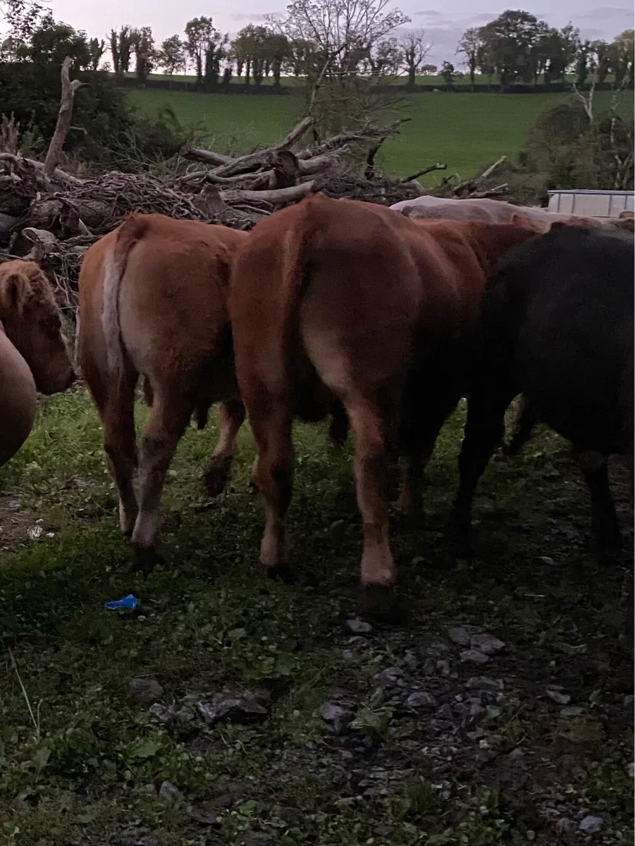 10 continental bulls - Image 2