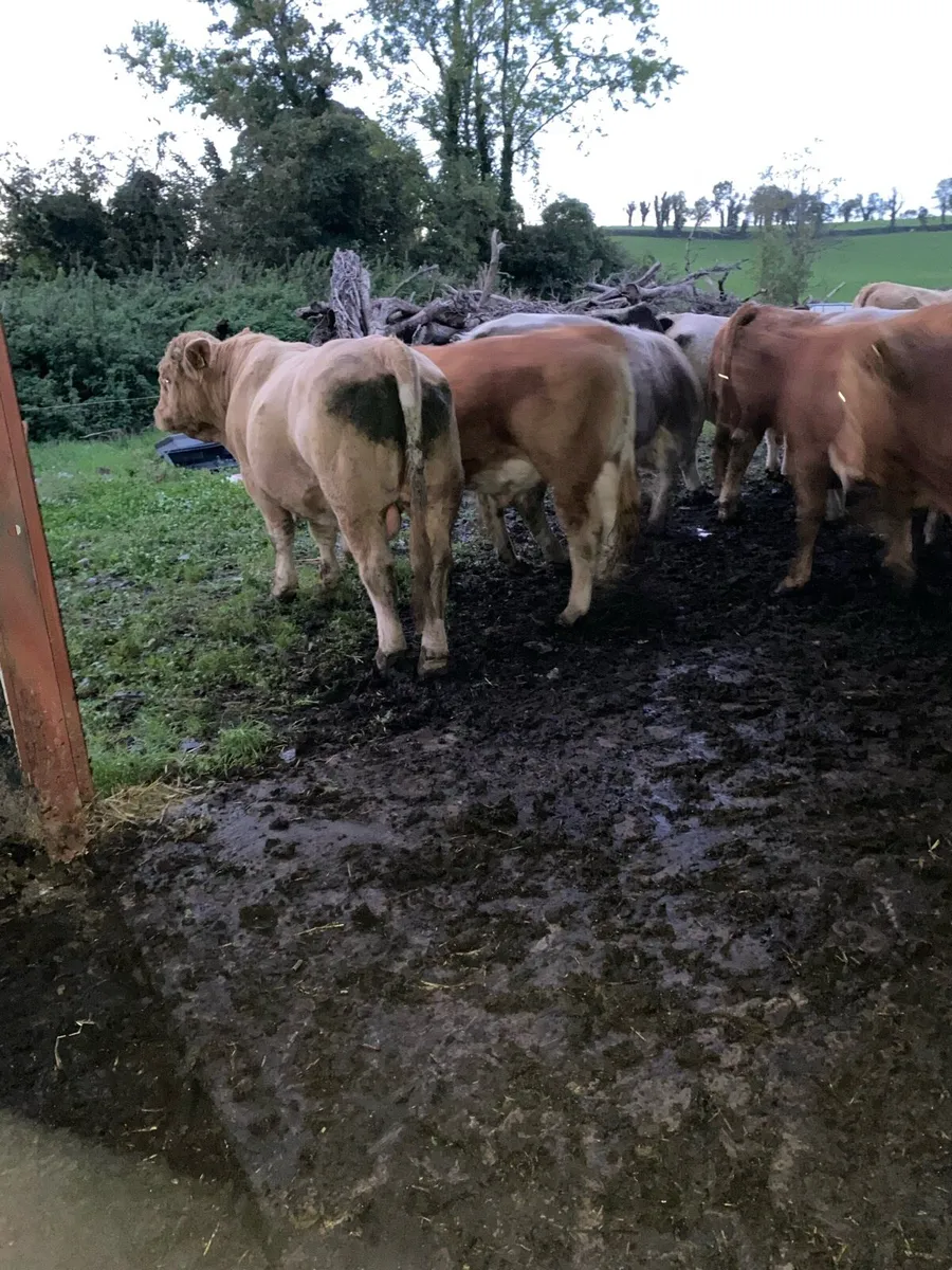 10 continental bulls - Image 3