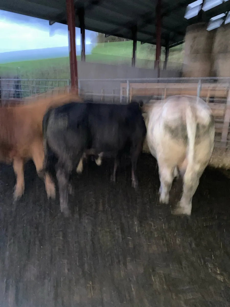 10 continental bulls - Image 4