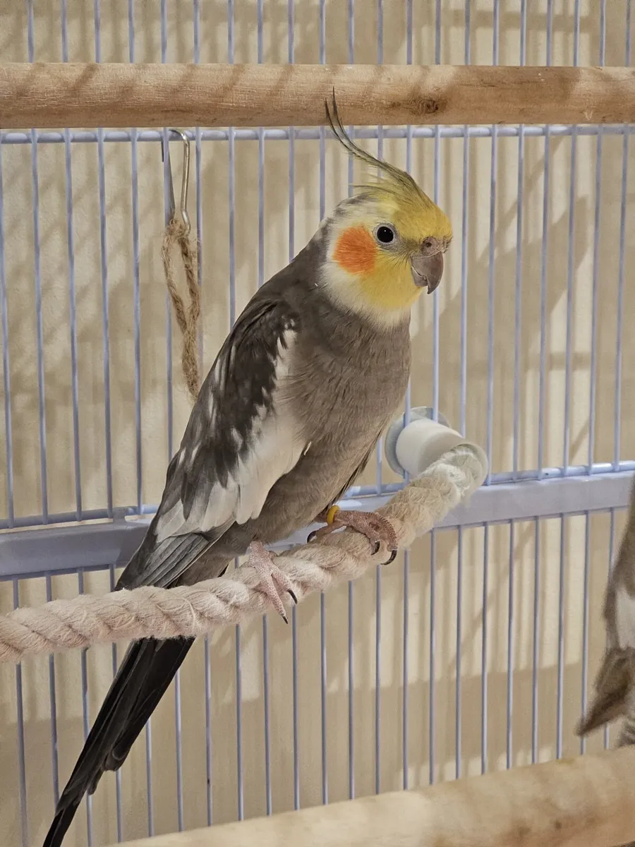 Cockatiel - Image 1