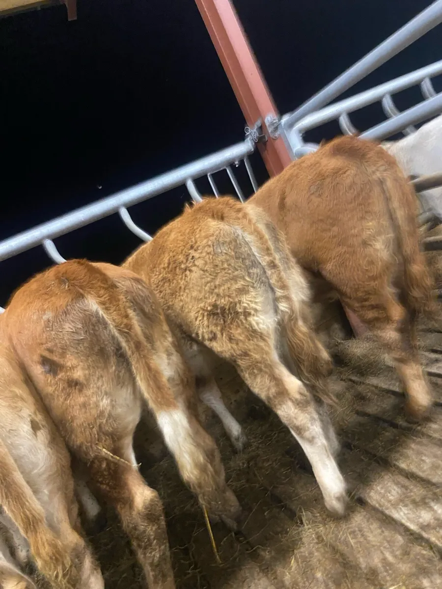 7 super red limousine heifer weanlings - Image 3