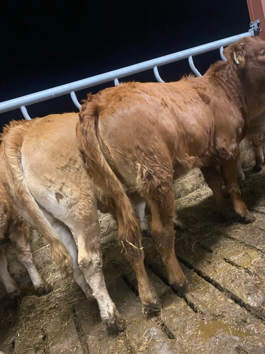 7 super red limousine heifer weanlings - Image 4